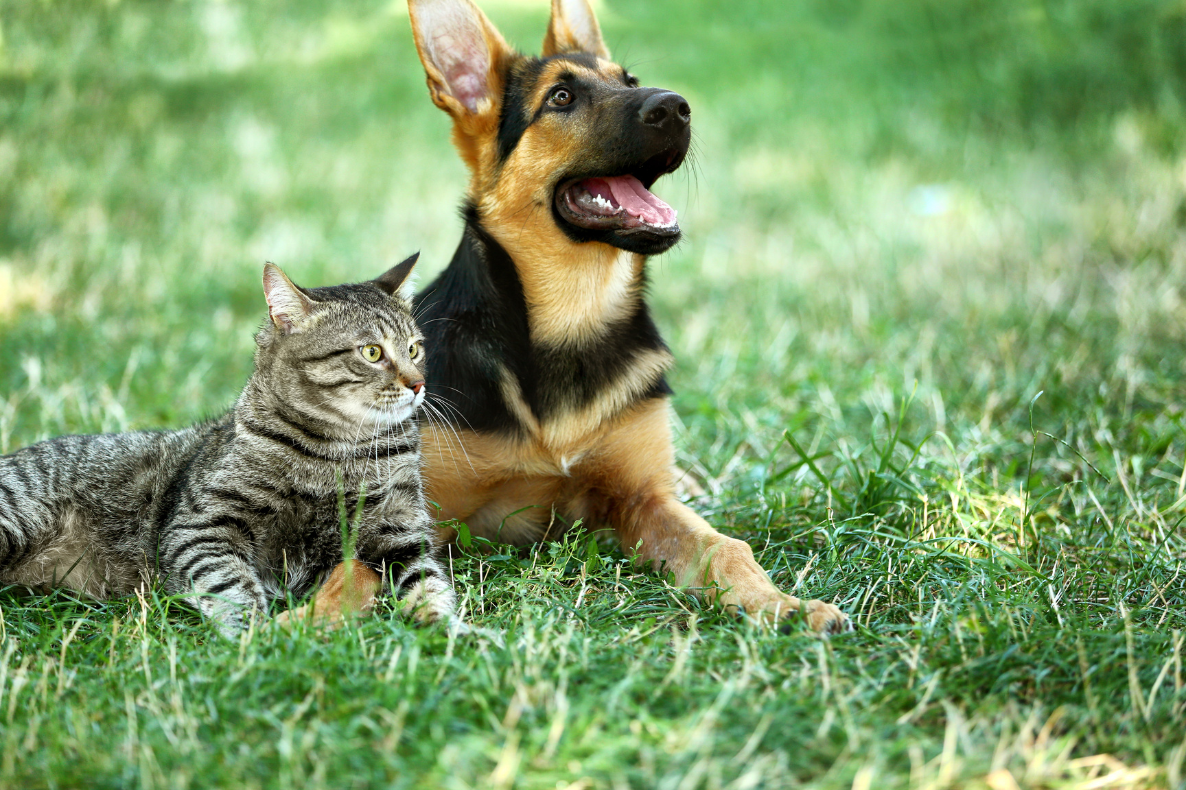 Cute Dog and Cat Lying on the Grass 